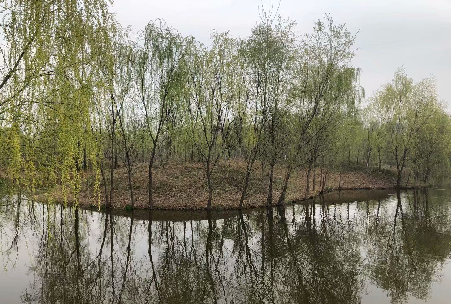 柳树的倒影,像一幅美丽的水墨画