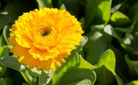 金盏花洁面护肤