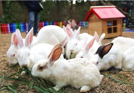 东太行小白兔乐园就要开园啦,家长们又多了一个遛娃好去处