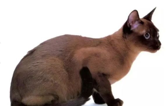 对于东奇尼猫你们了解多少？看完之后你就会明白！