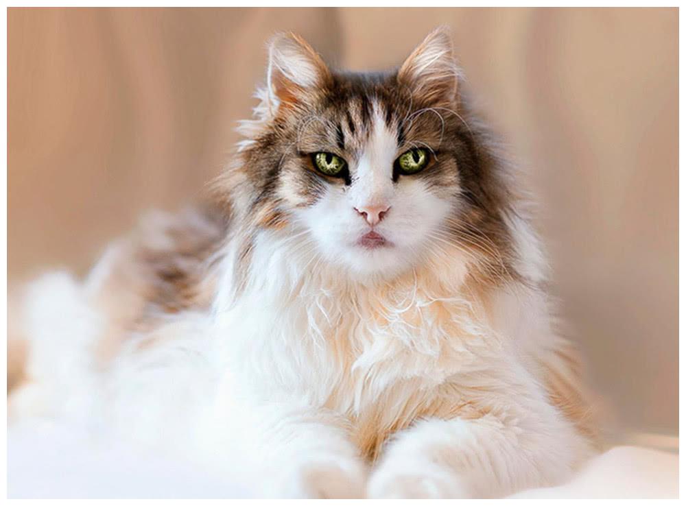 全球最美的18只猫咪,每只都超级呆萌,看第一眼就想养它