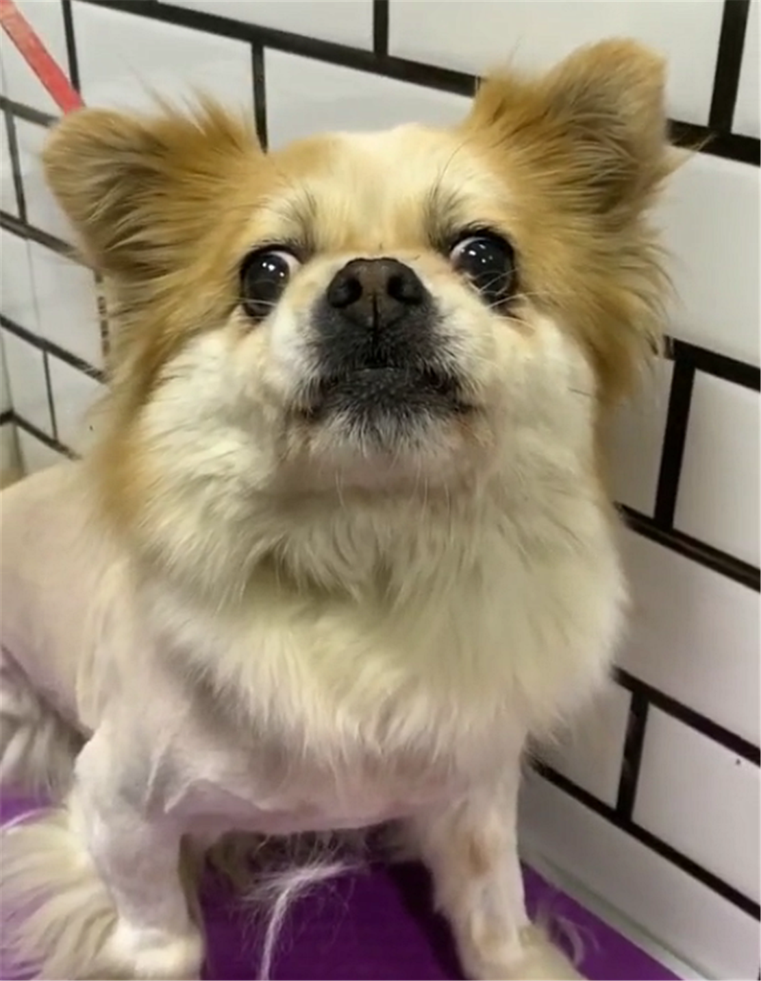 张牙舞爪反抗,美容师的这个行为亮了…|宠物店|田园|狗子_新浪新闻