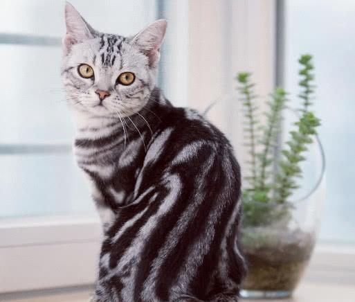 适合家养的宠物猫,山东狮子猫、英短、狸花猫