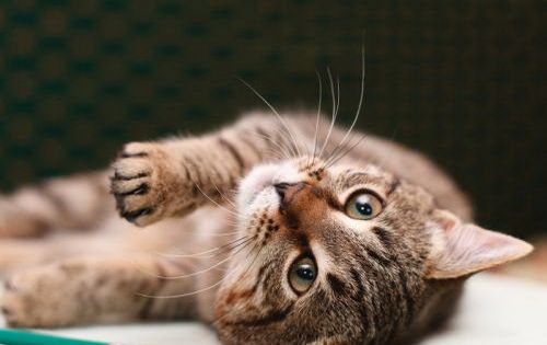 乖巧懂事的猫咪,萌翻大家,还不把它带回家