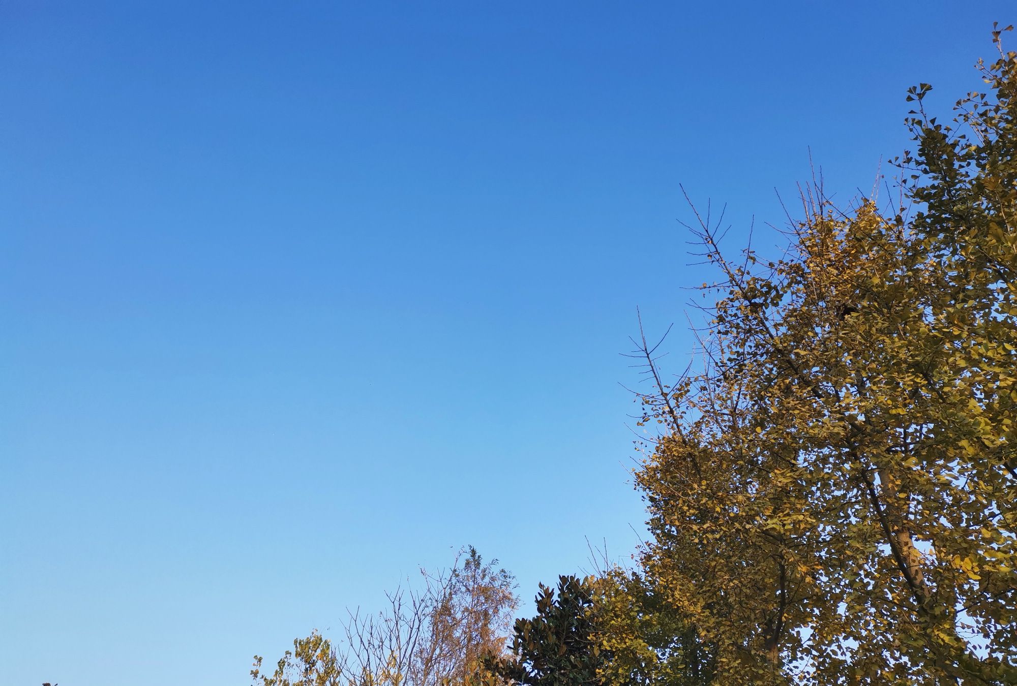 11 冬天虽然没有春天那般生机盎然,万物复苏的萌动,但一碧如洗的天空