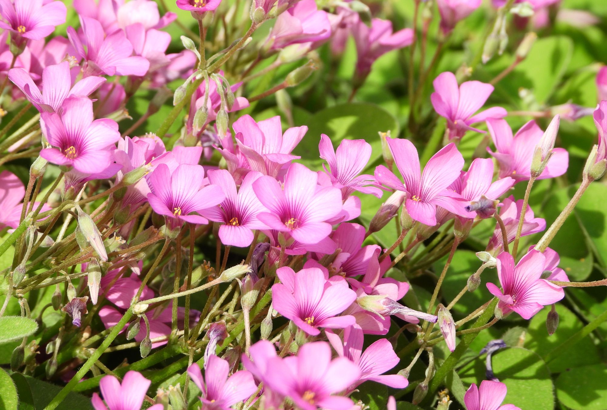 趣味花语分辨花名 趣味花语分辨花名