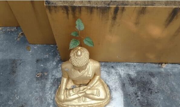 金身佛像的头顶竟长出4叶菩提树,泰国寺庙从此香火鼎盛!