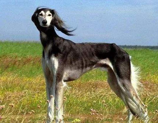 这40种“土狗”，其实都是超酷的品种犬！|蒙古|犬种|细犬_新浪新闻