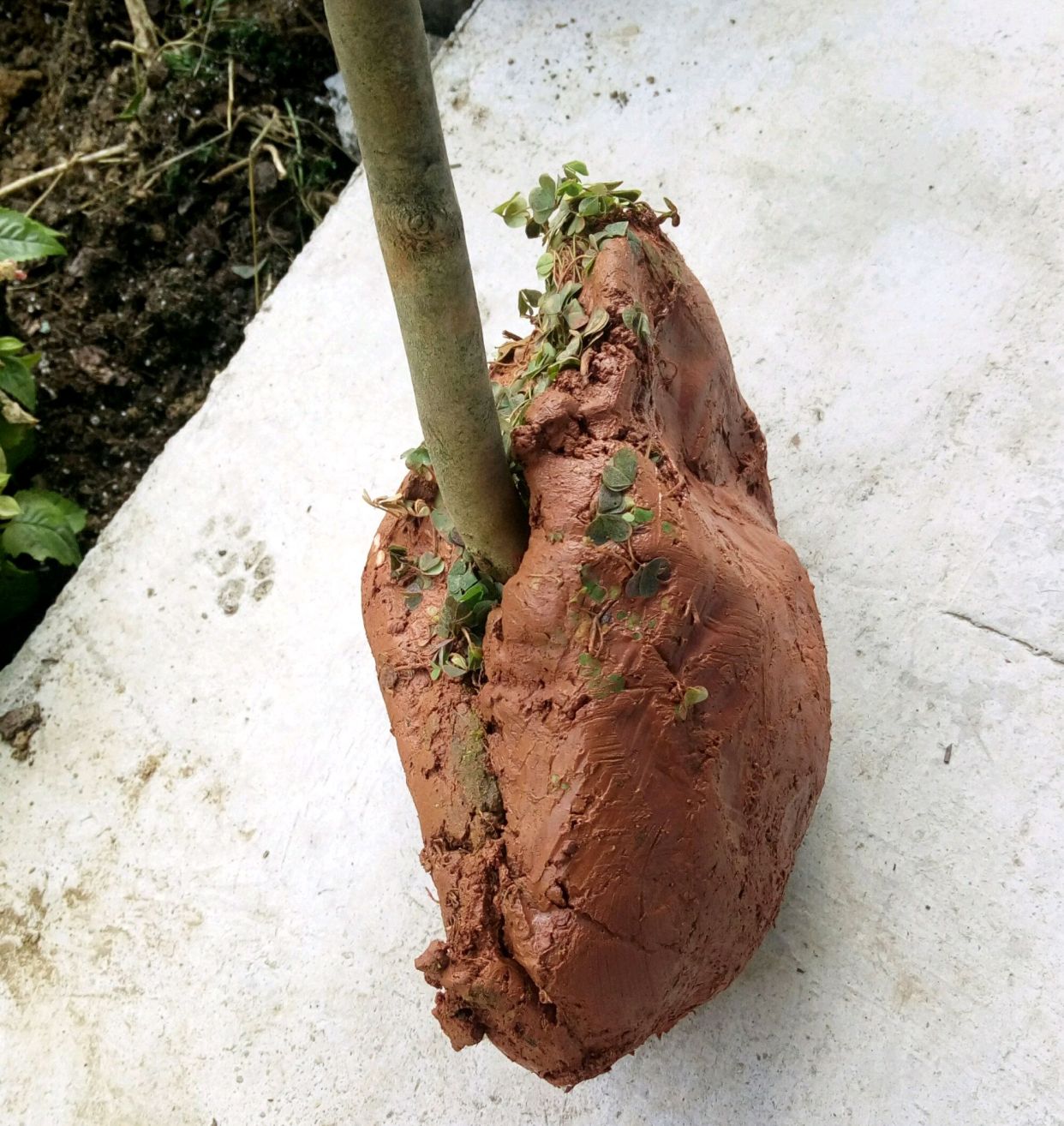 1/ 6敲重点:茶花喜欢酸性环境,所以常看到用的盆土植料是黄壤土,并不