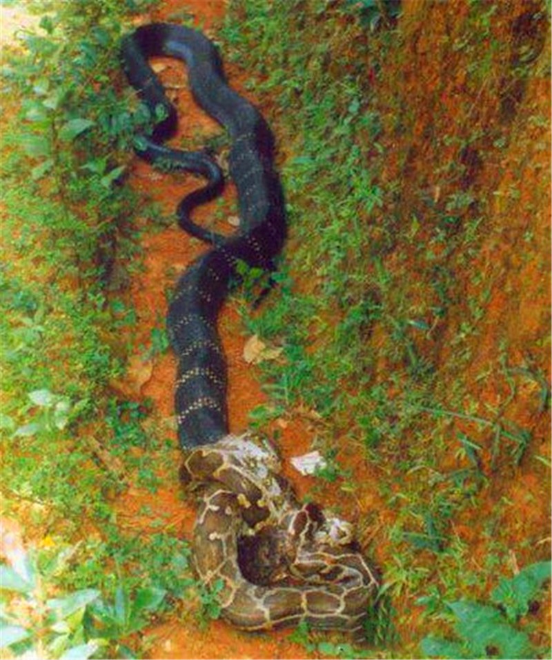 人类玩耍巨型眼镜王蛇瞬间