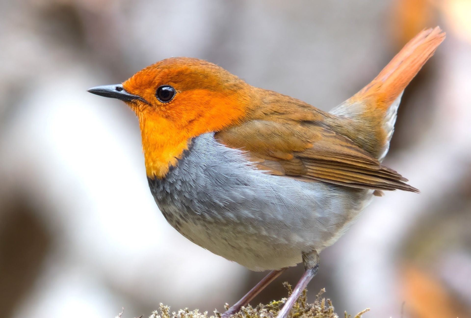 农林益鸟与害鸟-野生动物生态保护-图片