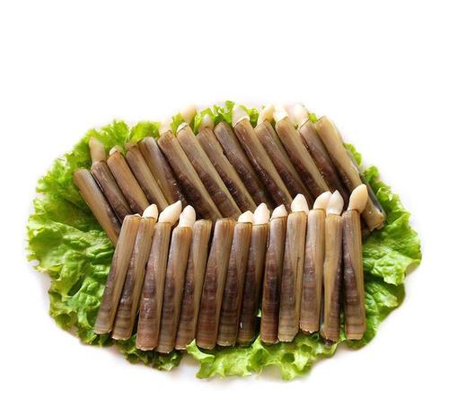 来自渤海的馈赠竹节蛏