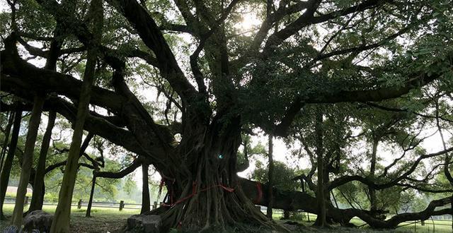 广西边境(二三)桂林阳朔月亮山,大榕树