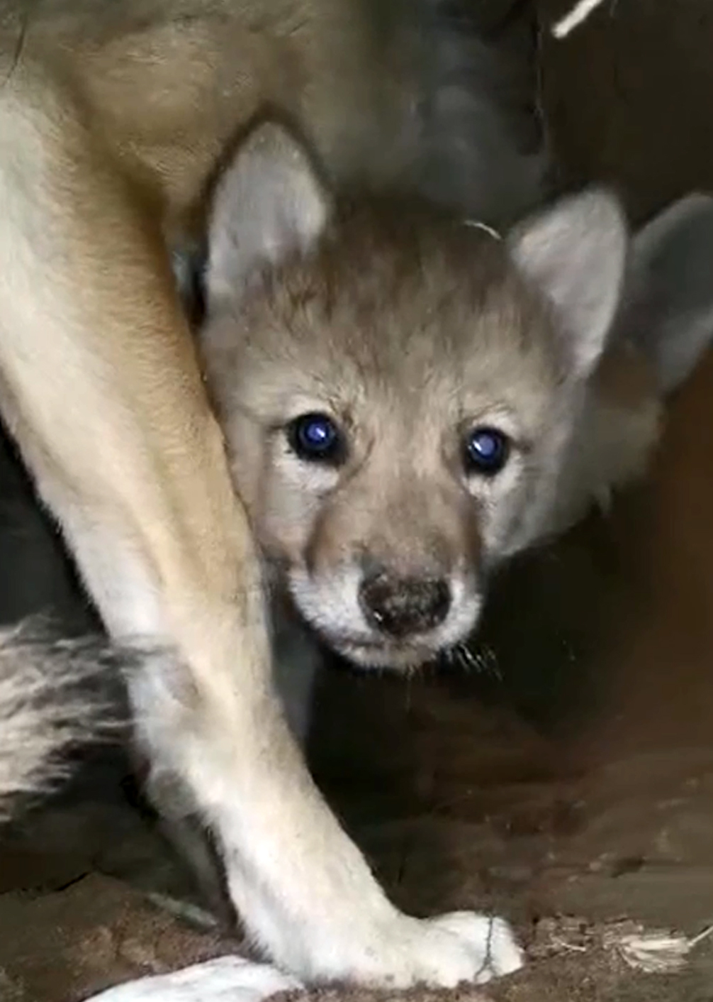 男子深入狼洞抚摸狼崽 狼妈妈不发威还含情脉脉