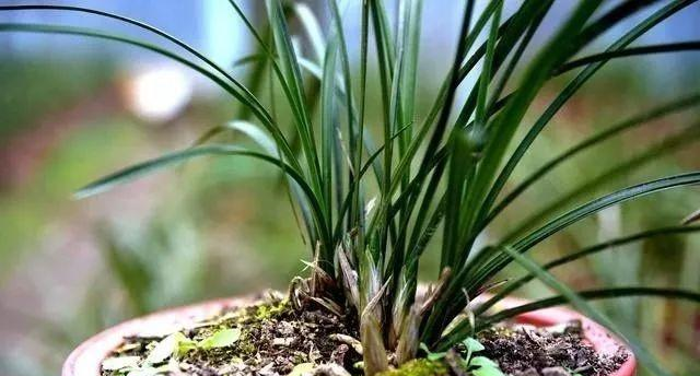 最直接的春兰种植方法，新手兰友再不怕养死兰花了