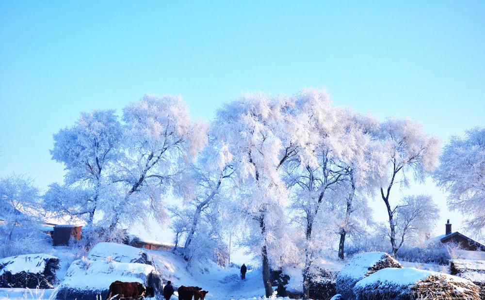 全国四大“雾凇”奇观:黑土地孕育出的冰雪世界,冬天必去!|雾凇|黑土地|雾凇岛_新浪新闻
