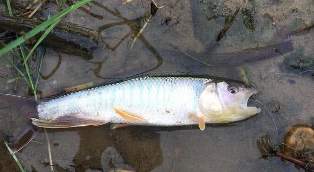 农村河里的6大"鱼获",你要全吃过,请允许我叫你一声"大神"