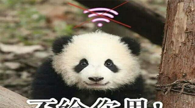 熊猫在墙角缩成一团,意外变身"网红",网友乖巧的像玩偶!