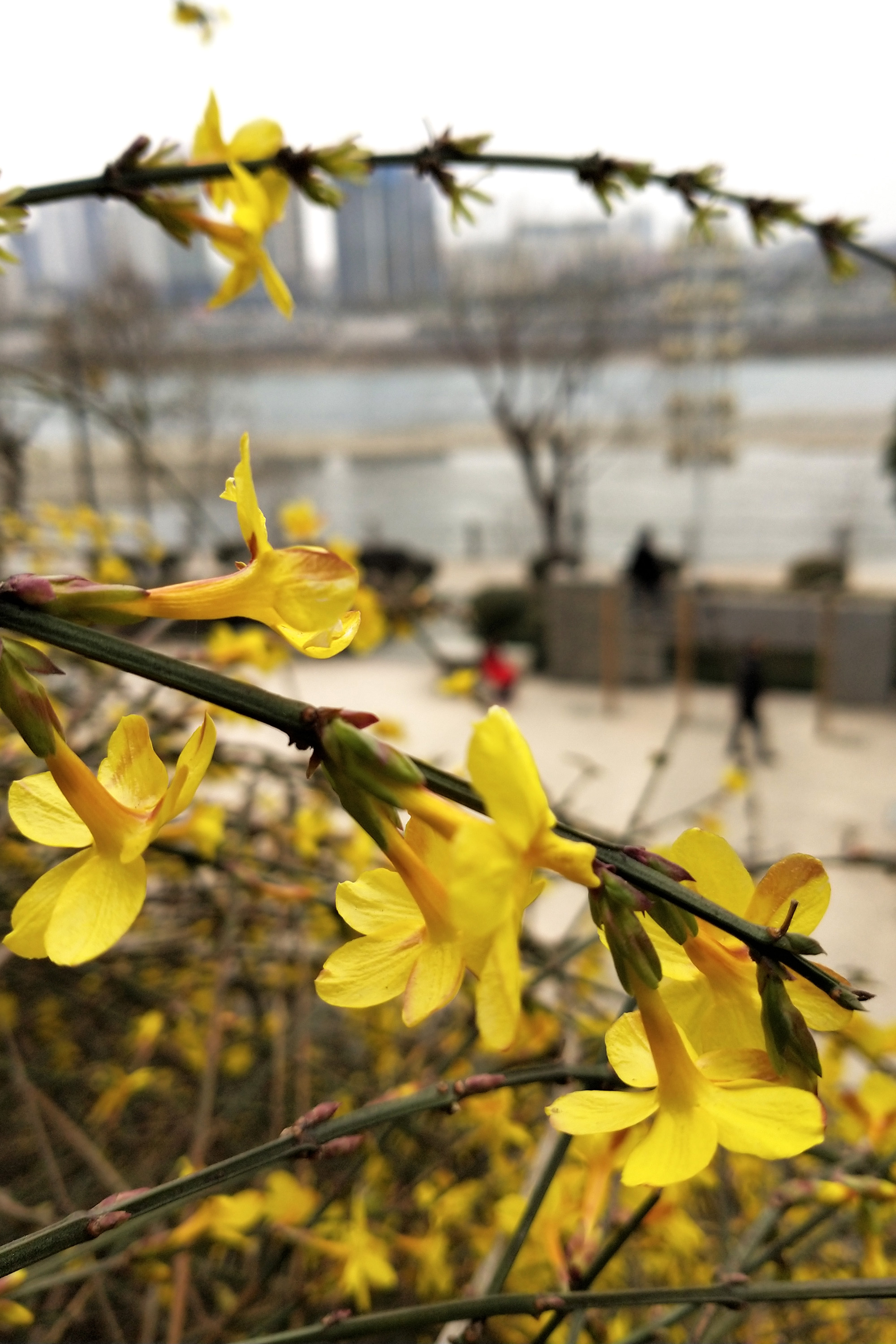 陕西安康迎春花绽放枝头报春到宛如气质非凡少女喜迎人