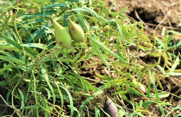 农村有一种野果,被农民称为"羊角瓜",市场售价每斤100元