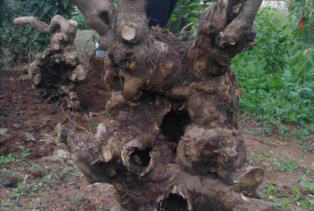 农村柴堆上的宝贝竟然这么值钱……黄荆疙瘩_高清图集_新浪网