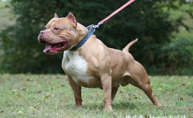 世界上最猛的3种狗 日本土佐榜上有名 很少有人敢养 土佐 比特犬 犬种 新浪新闻