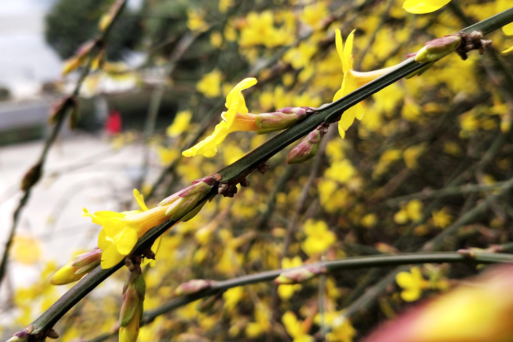 陕西安康迎春花绽放枝头报春到宛如气质非凡少女喜迎人