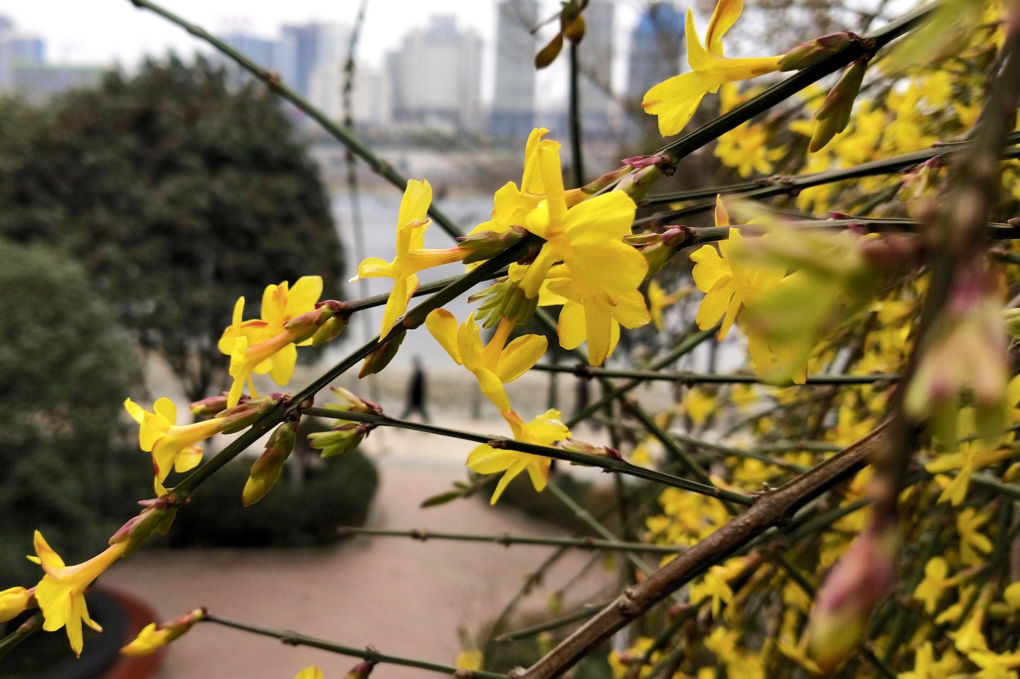 2019年2月8日,陕西省安康市,迎春花在汉江公园内盛开.