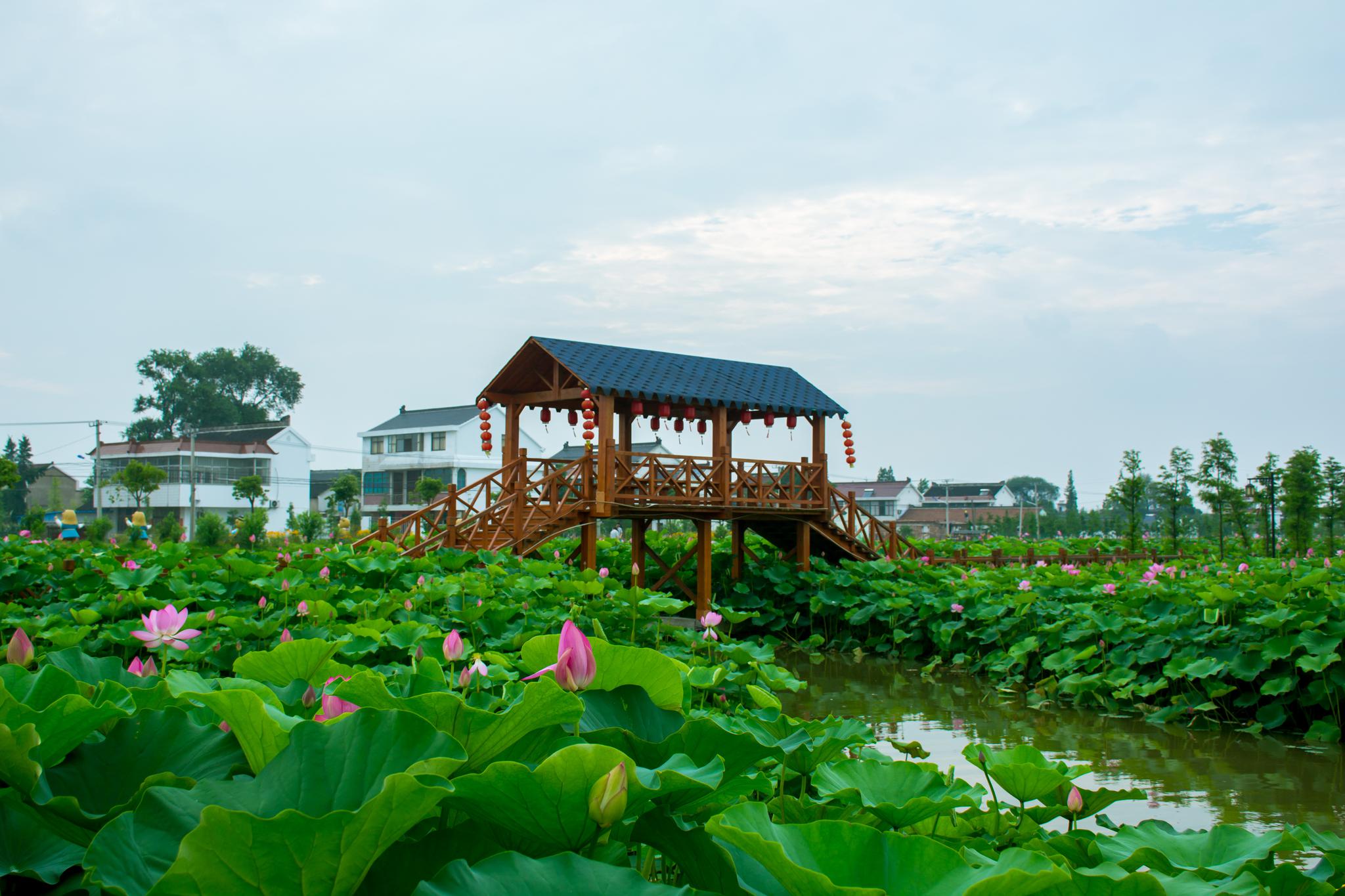 平园池的荷_高清图集_新浪网