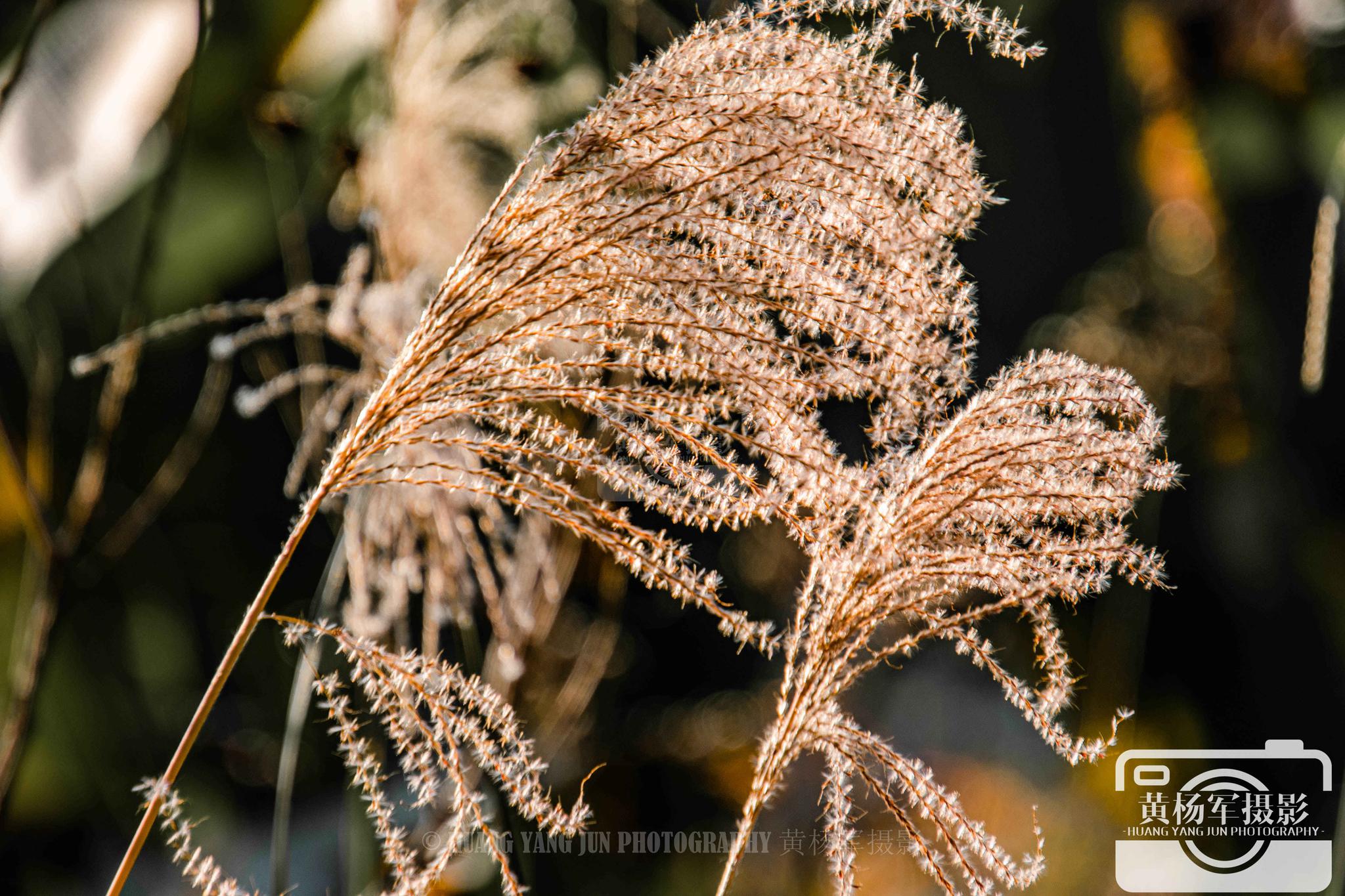 五节芒花开的美,冬日山间熟悉的植物