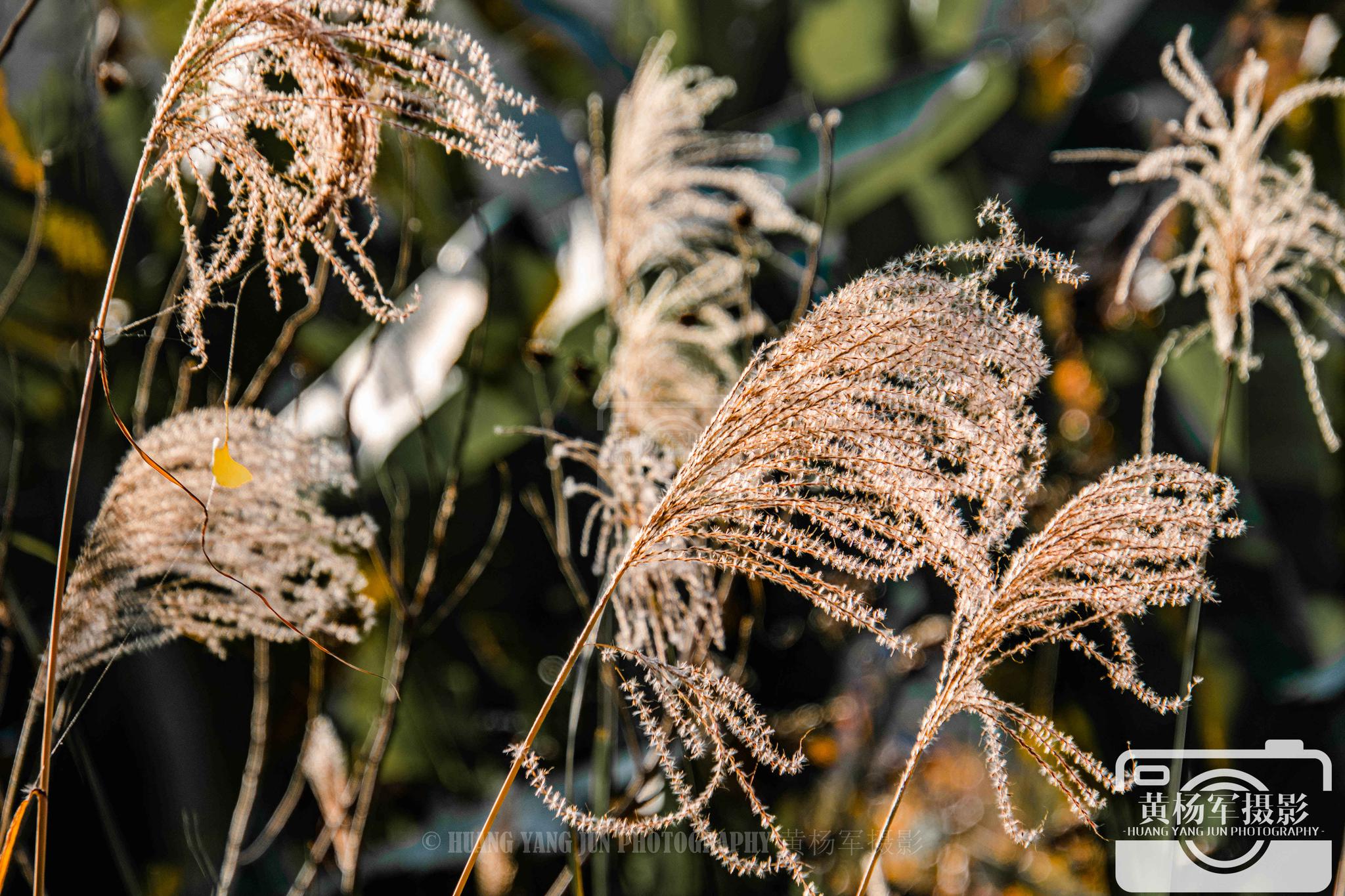 五节芒花开的美,冬日山间熟悉的植物