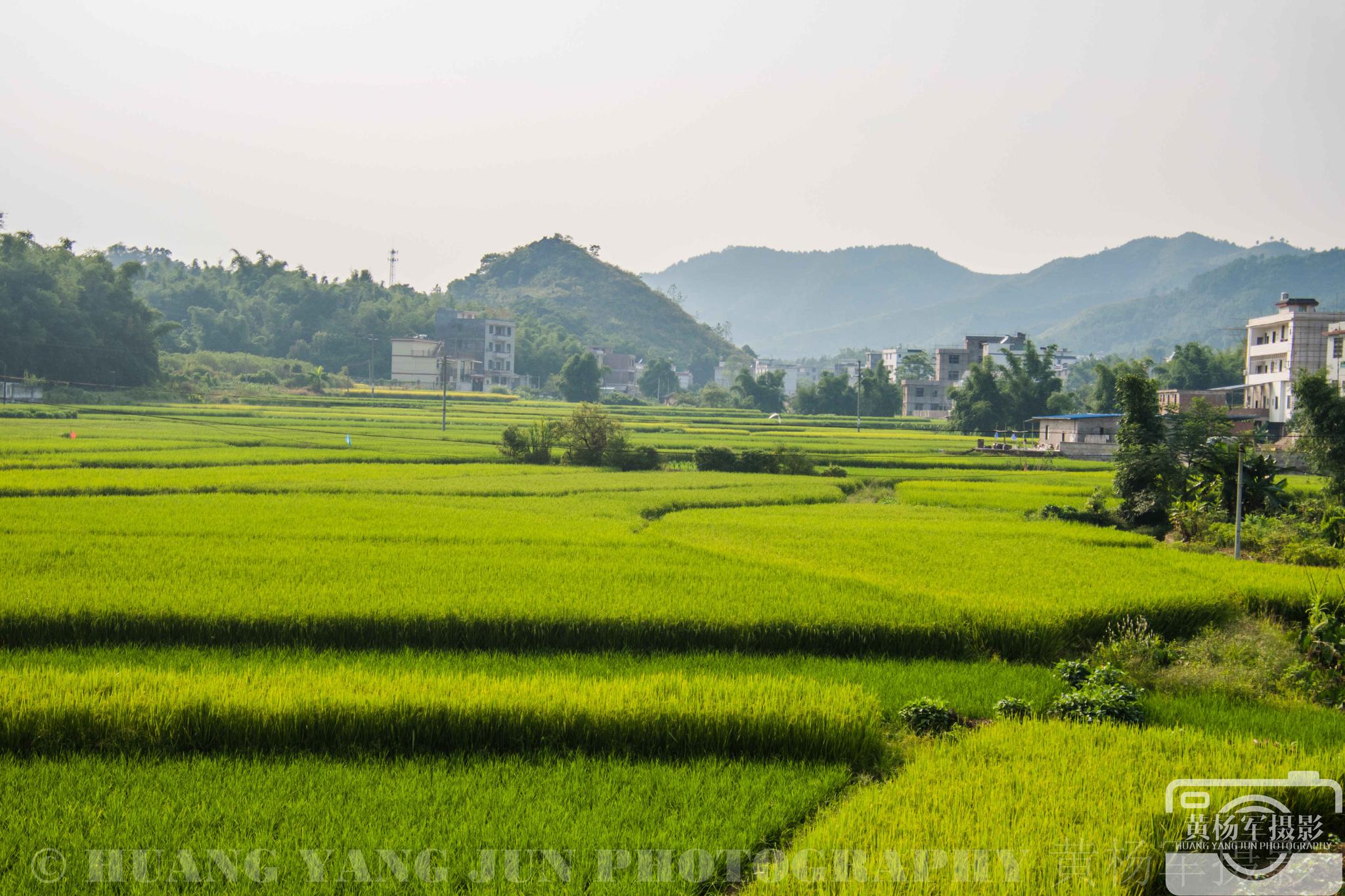 南雄梅岭毗邻323国道的乡间稻田,秋意渐浓,乡村风景熟悉美丽