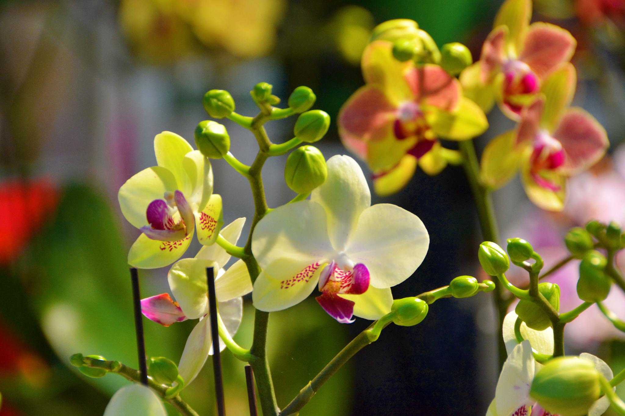 颜色多样的蝴蝶兰,原创拍摄