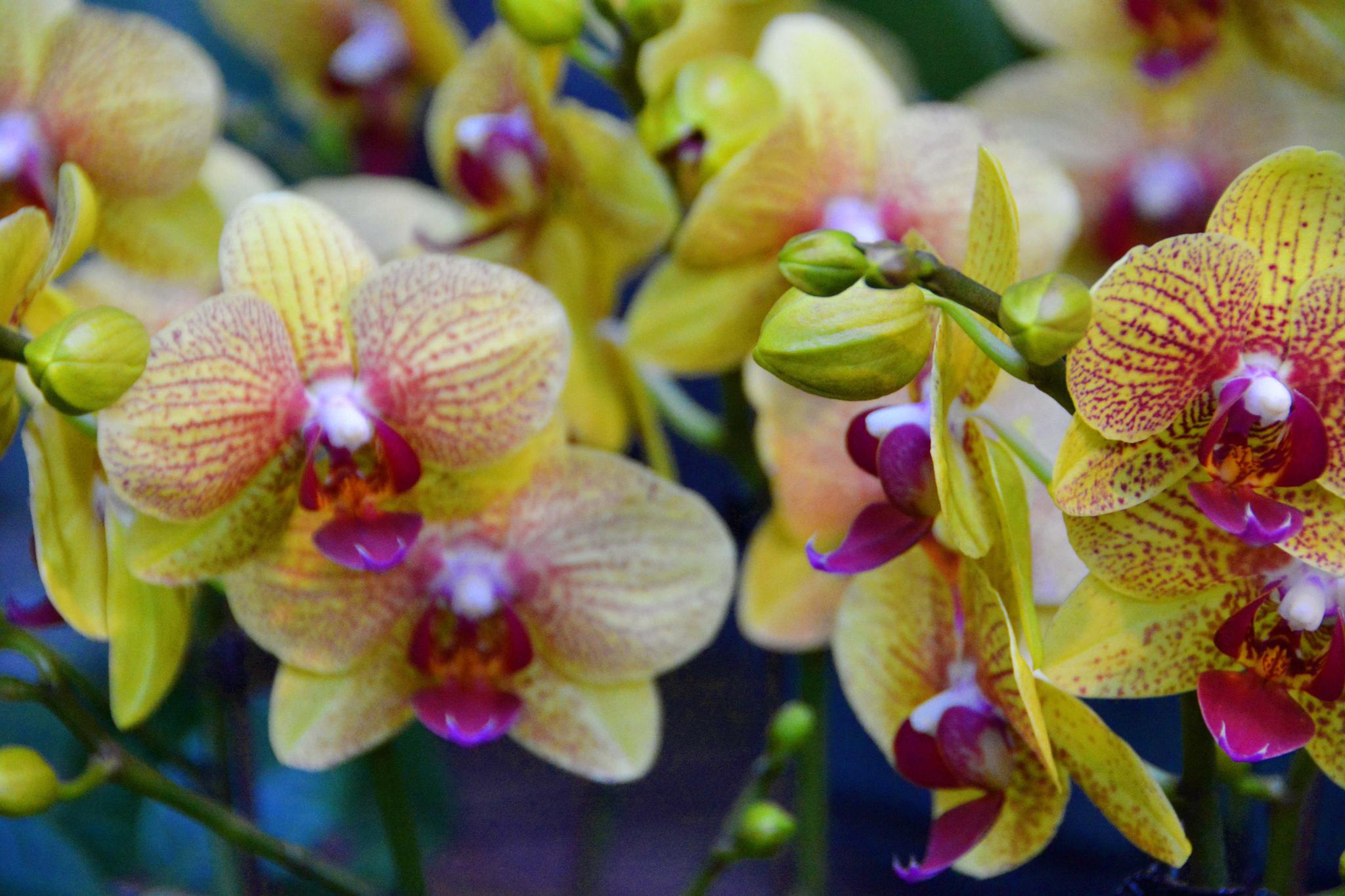 颜色多样的蝴蝶兰,原创拍摄