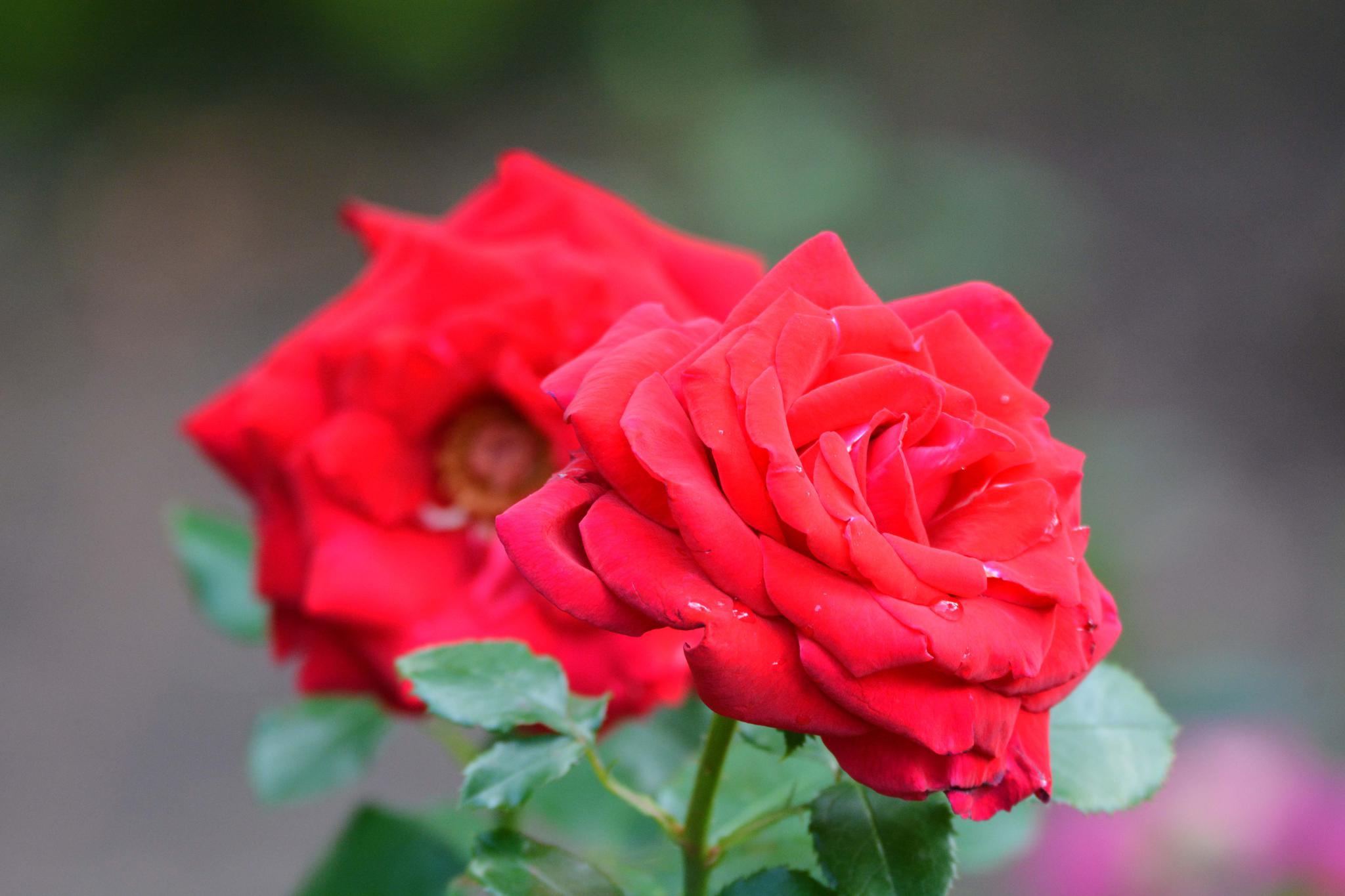红色的月季花,原创拍摄