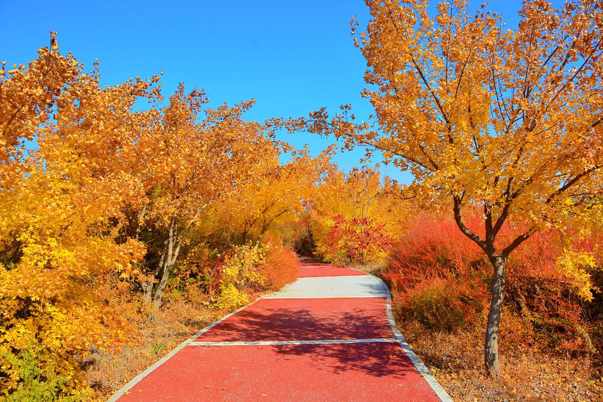 美丽的枫树,原创拍摄
