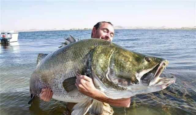 非洲的尼罗河鲈鱼泛滥成灾大街小巷随处可见巨型的大鲈鱼