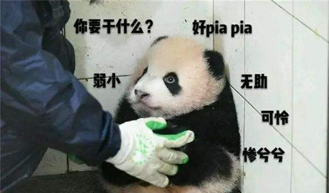 熊猫在墙角缩成一团,意外变身"网红",网友乖巧的像玩偶!