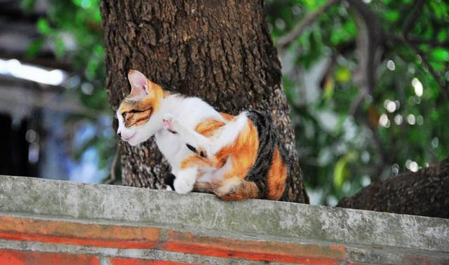 中国最适合铲屎官去的地方,被游客们亲切的称为猫岛,厦门鼓浪屿