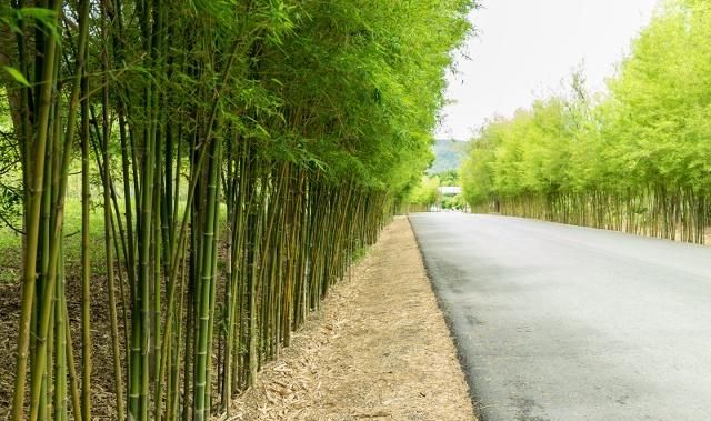 竹子,象征着骨气和君子,有着刚正不阿、坚持自我的意义!