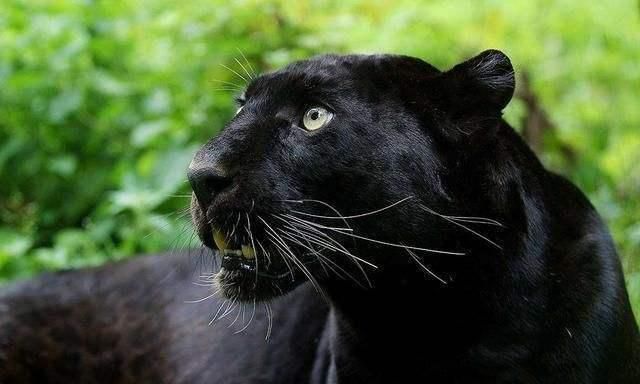 世界唯一一只黑色的老虎,你见过吗?网友见了:这是挖了煤?|动物园|白色