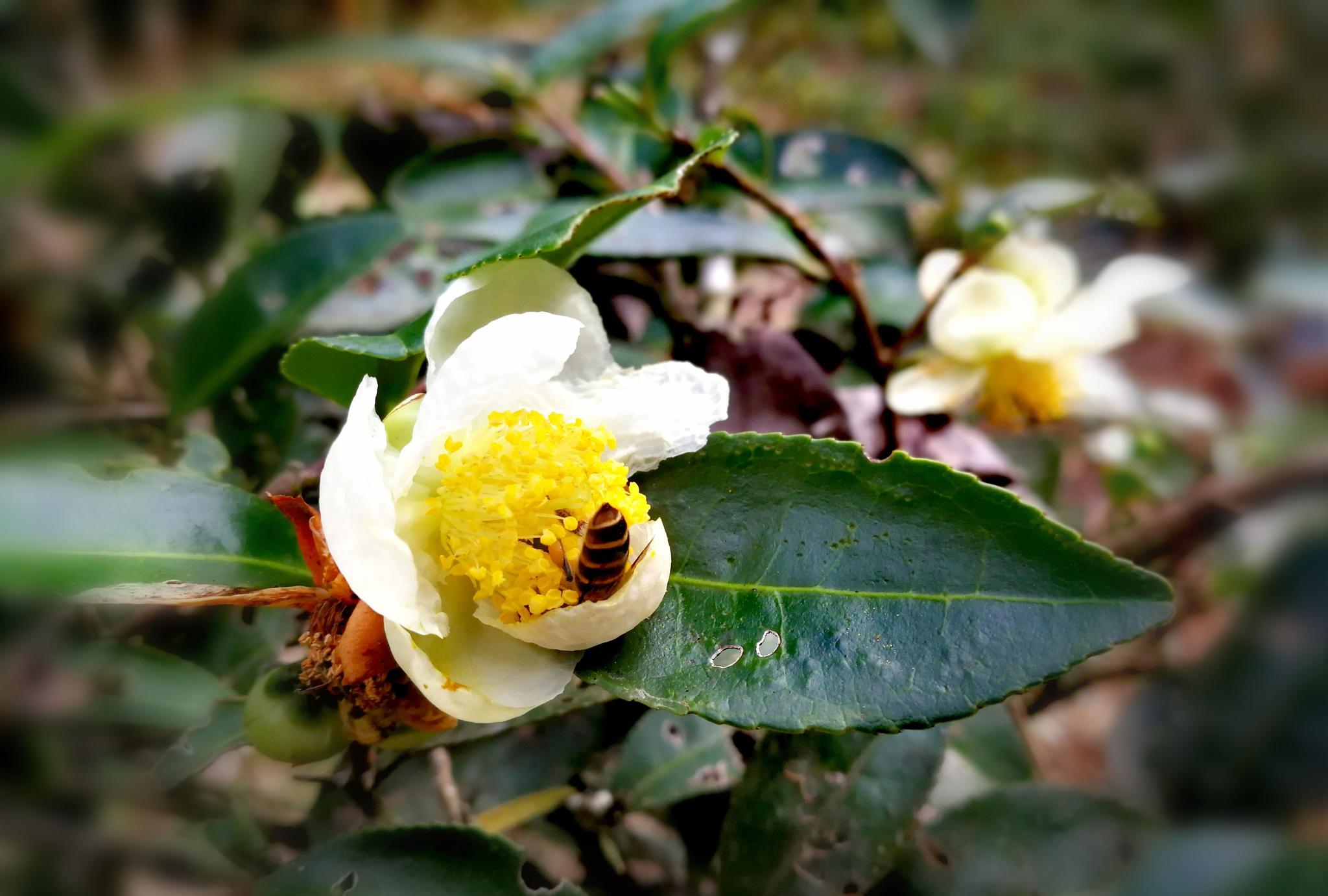 王寿山上茶树花开回味客家人和哈尼族人的自制酽茶