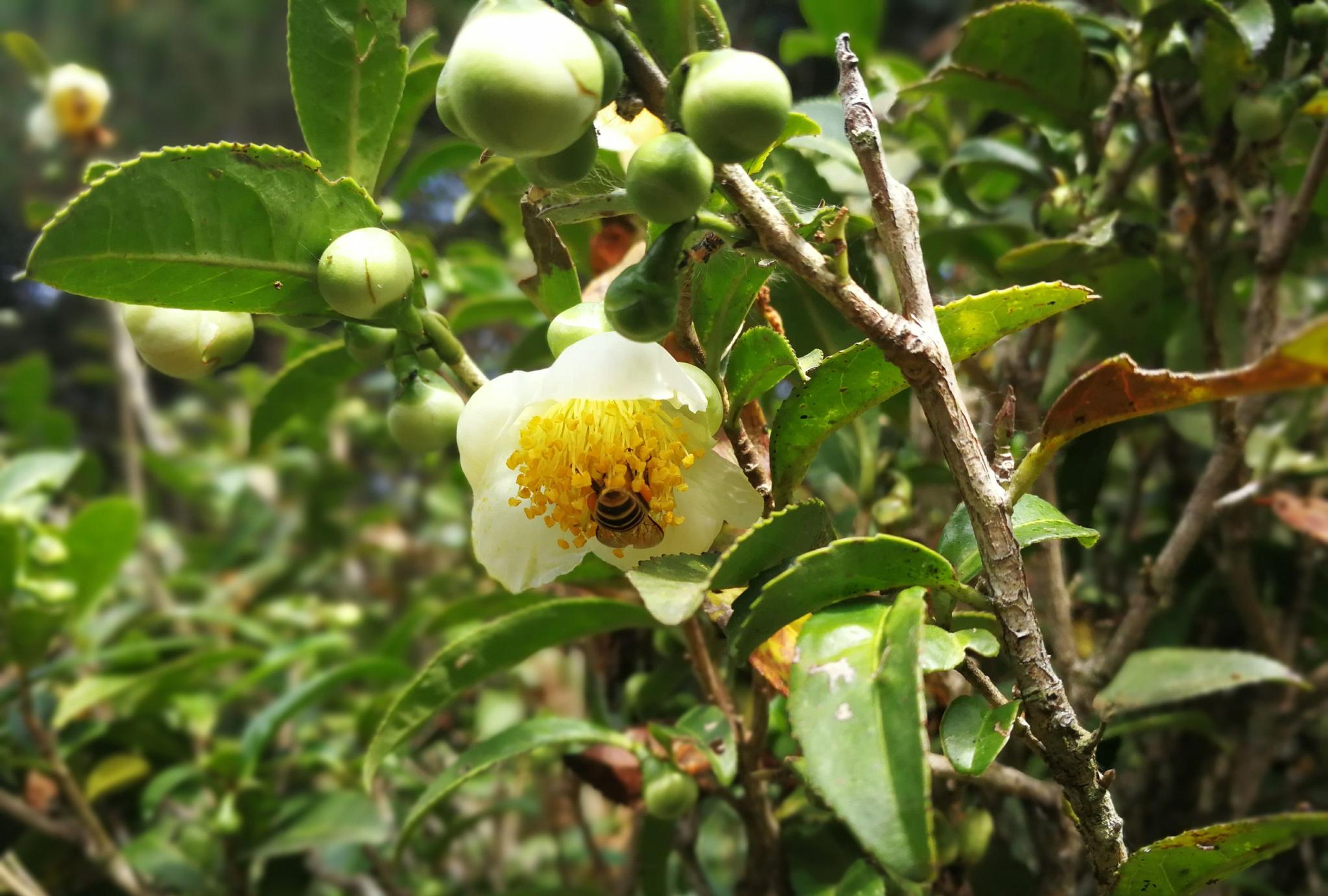 王寿山上茶树花开回味客家人和哈尼族人的自制酽茶