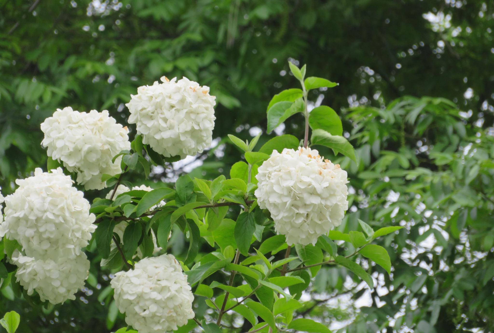 南京绣球公园里的绣球花_高清图集_新浪网