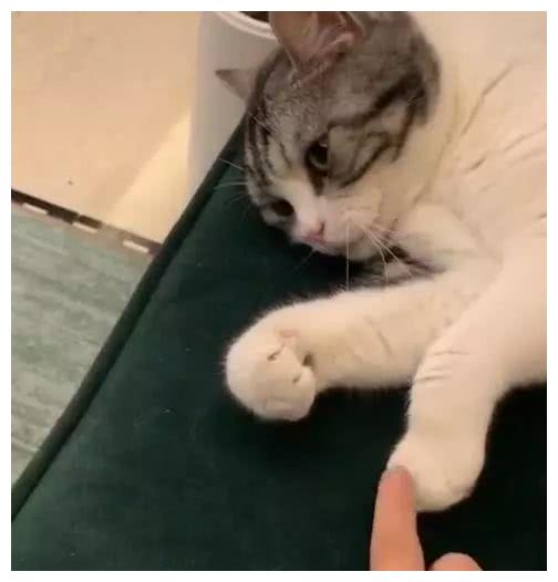 的时候就在家里坐着,无意中看到一条消息称:猫咪会学主人做想通的事情