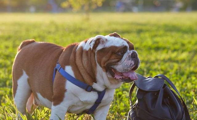 英國鬥牛犬的基本信息值得大家瞭解