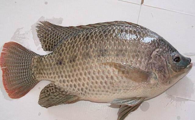 罗非红烧鱼:喜欢吃鱼的朋友,这道菜最简单的做法哦~|红烧鱼|罗非鱼|鱼