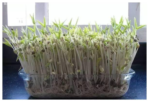 奶奶自己在家发豆芽的妙招 只需两步 太简单了!