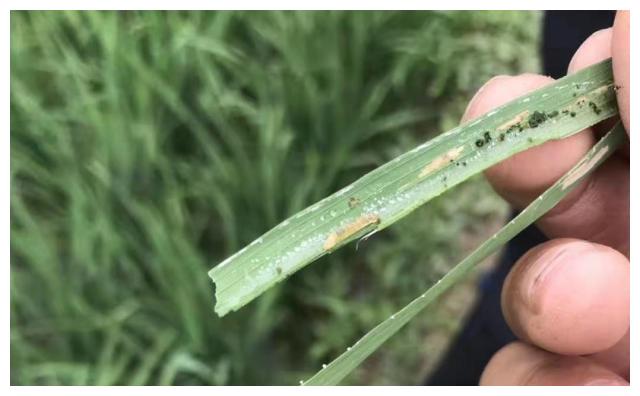 阿维菌素是万能农药,到底能防治哪些害虫?农民需注意3点