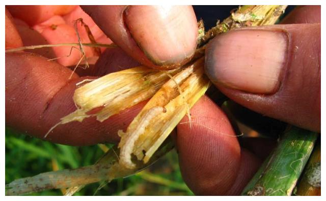 阿维菌素是万能农药,到底能防治哪些害虫?农民需注意3点